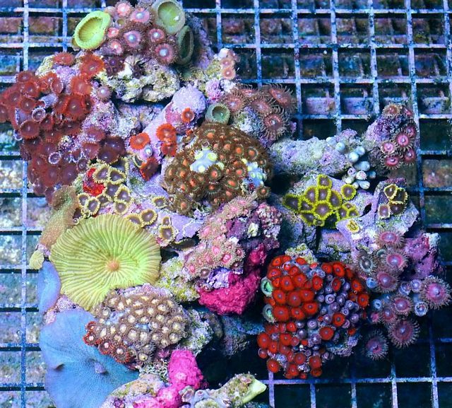 tn PR20O07142015920PotR zpsywshtbwb - NEW Pieces of the Reef and More!