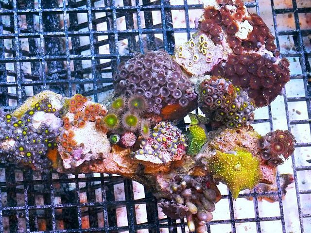 tn PR20O07322015920PotR zpscbzqn6wa - NEW Pieces of the Reef and More!