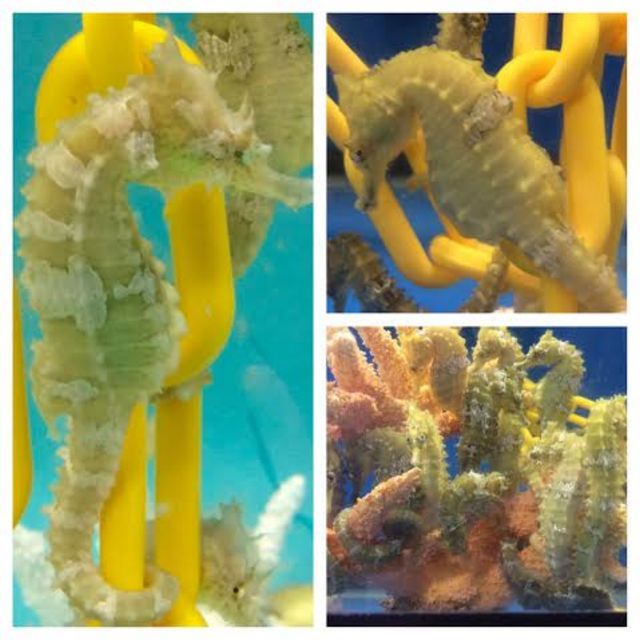 tn Seahorse20Collage zpslng7loqj - Spring Specials!