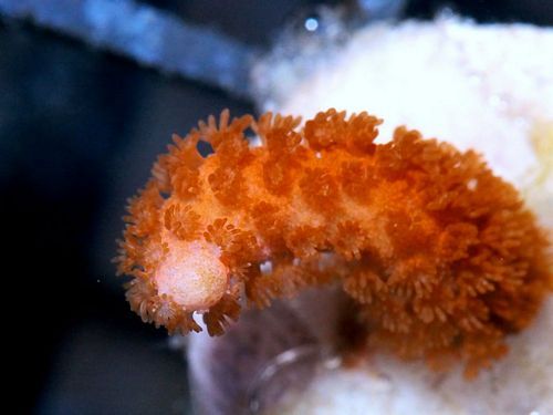 tn X20M1295201320Flame20Stick20Montipora zps9tavblpx - NEW WYSIWYG Under $15 Frags Posted!
