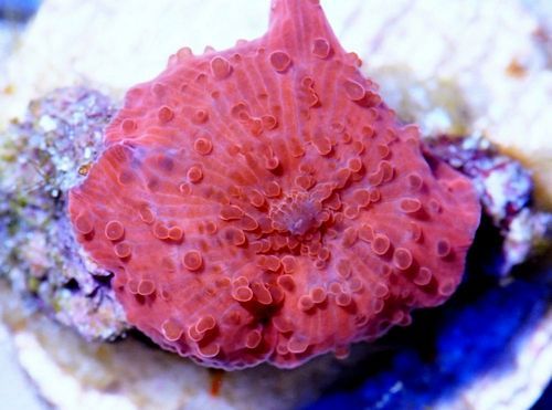 tn X20M1882201320Flame20Mushroom zpsdhazfhie - NEW WYSIWYG Under $15 Frags Posted!