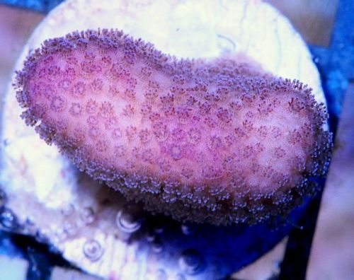 tn X20M1887201220Pink20Stylophora zpswdcixwi3 - NEW WYSIWYG Under $15 Frags Posted!