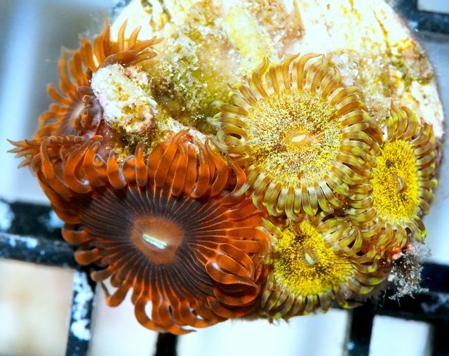 tn X20MA2036201320Ultra20Zoa20Combo zps8hnvmvmb - Cultured Clam Special and NEW Under $15 Frags!