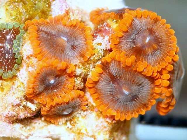 tn X20MA2068201220Smoke20Bomb20Zoas zpsvnmijkip - Cultured Clam Special and NEW Under $15 Frags!