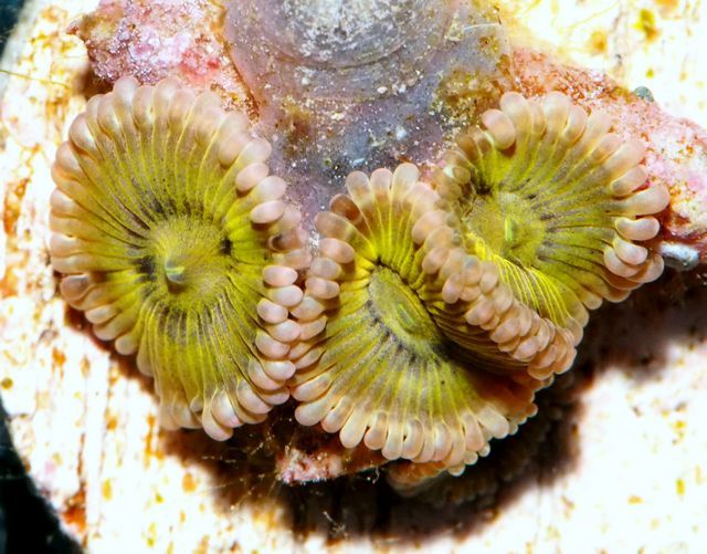 tn X20MA2084201220Circus20Lion20Zoas zps6bylnhxf - Cultured Clam Special and NEW Under $15 Frags!