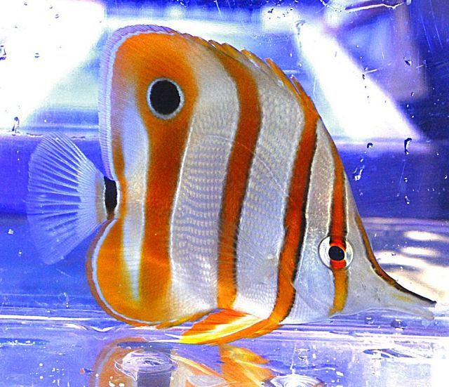 tn copperbandbutterfly  wysiwyg zpspzugjqsz - NEW Deep Discounts on Fish & More!