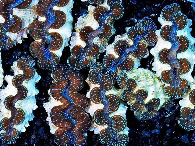 tn ourpickculturedblue69 zpswjm69fq2 - NEW Chalice and Pectinia Colonies-25% off!