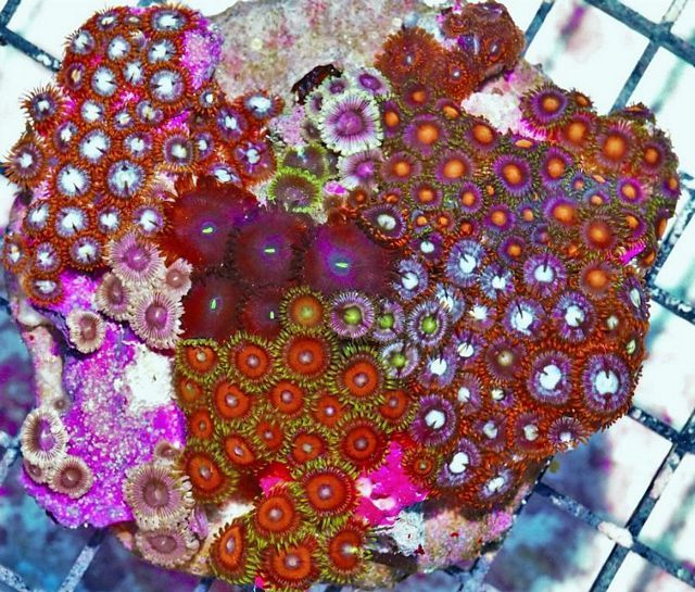 tn pro040499minipieceofthereef zpsouaga95o - NEW Pieces of the Reef and More!