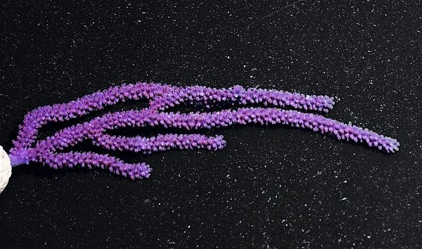 tn purple20knobby20eco20gorgonian zpsqwgbfnpt - NEW Bargain Bin Frags and More!