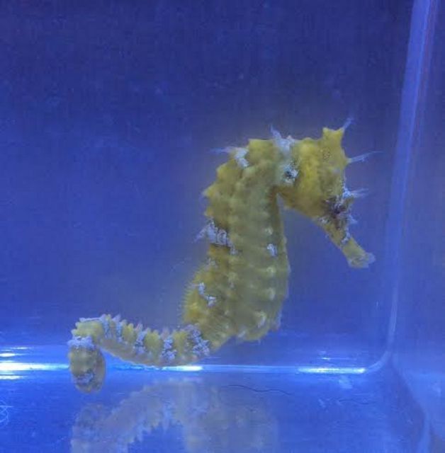 tn unnamed201 zpsv8tzijdy - Captive Bred Hybrid Seahorses