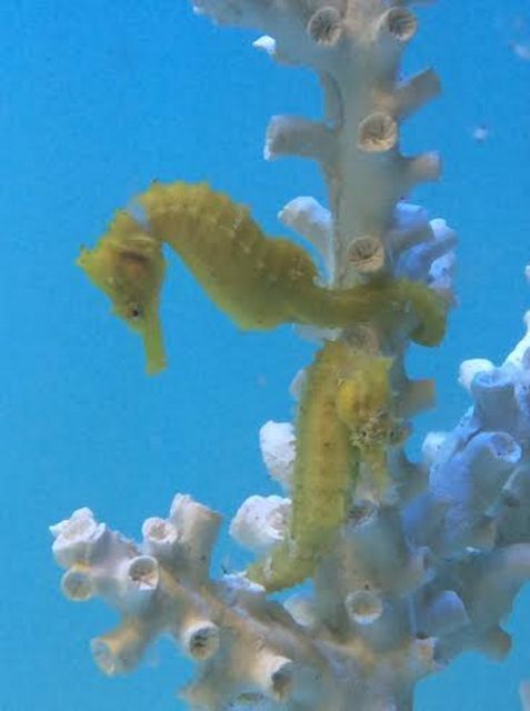 tn unnamed205 zpsnumxlwt8 - Captive Bred Hybrid Seahorses