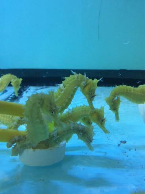 tn unnamed zpsvvakhehx - Captive Bred Hybrid Seahorses