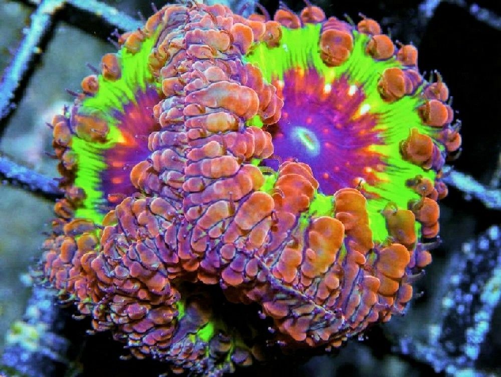3820Holy20Grail20Blastomussa20wellsi2015202793 zps7r9z3cqk - Amazing New Frags Just Posted