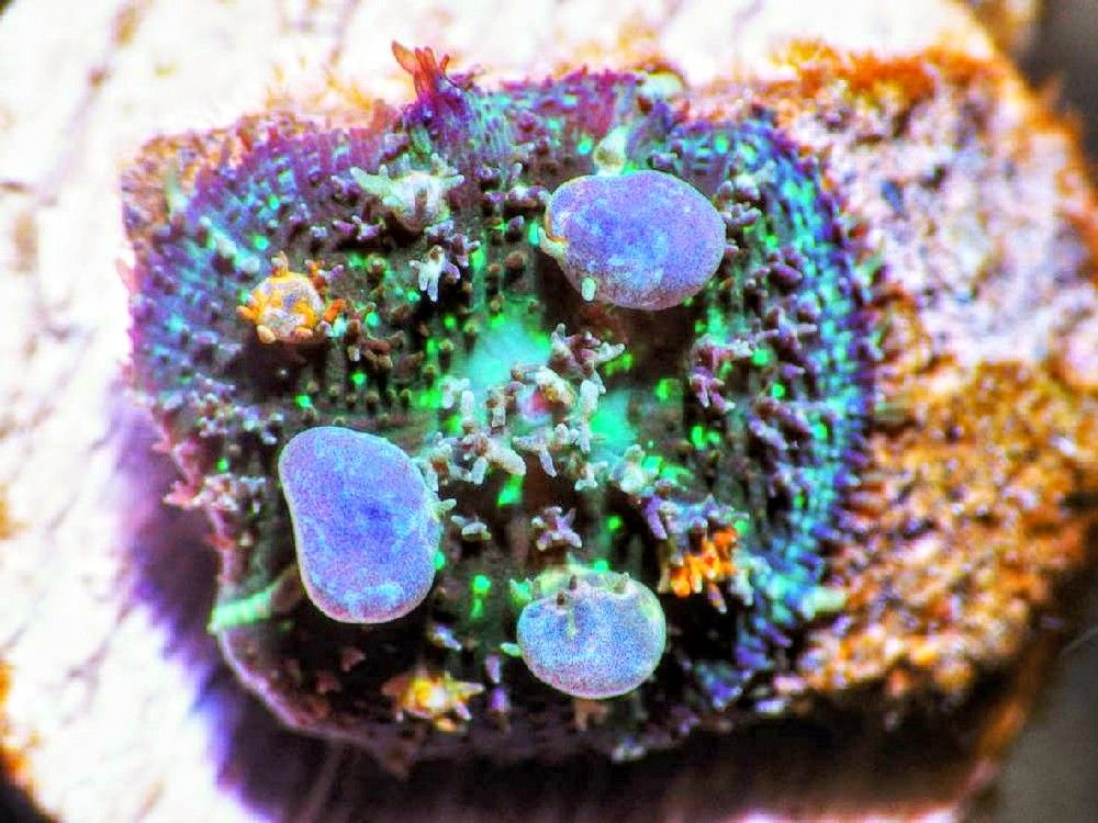 4320Baby20Circus20Boince20Mushroom201202992 zps0kp8vwxr - Amazing New Frags Just Posted