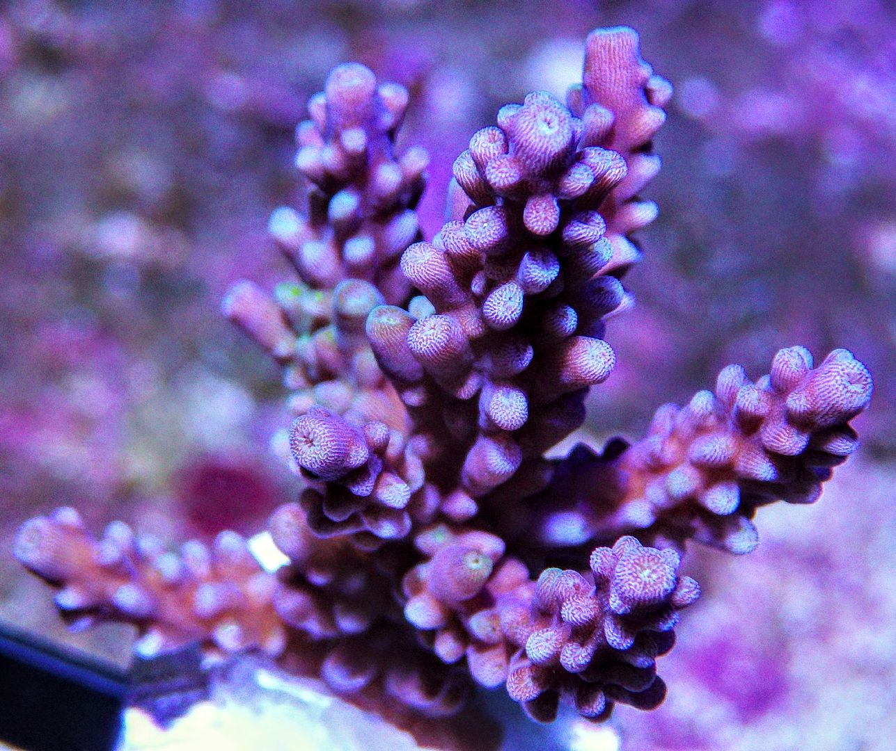 46purpleacropora242 zps3mywdidt - Bargain Frags JUST POSTED