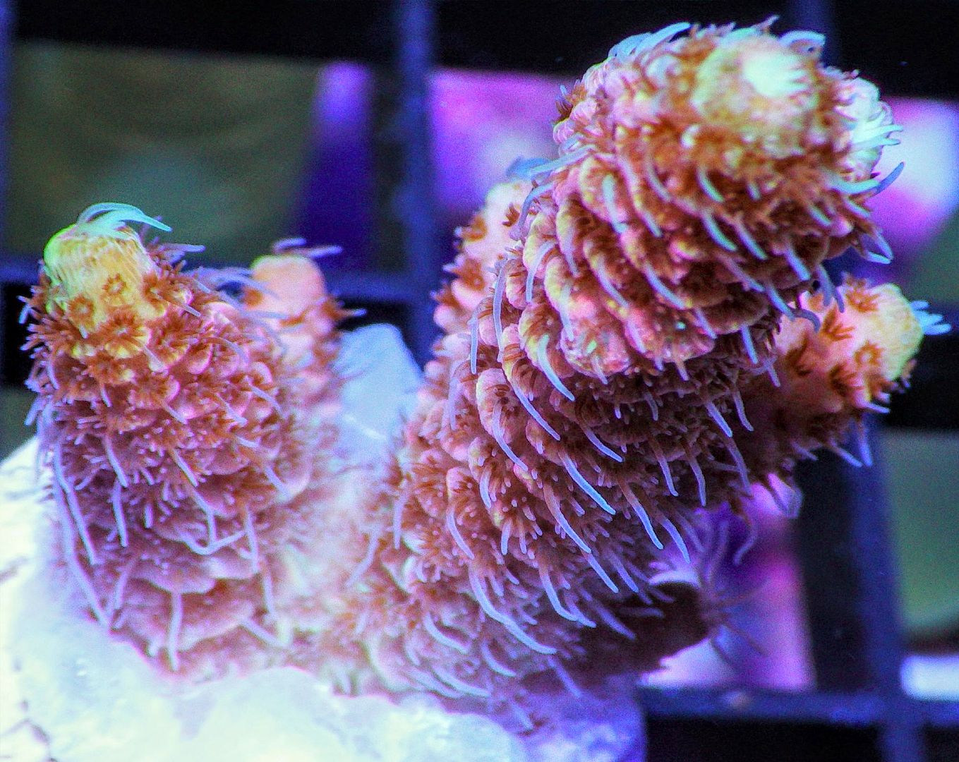 48hairyacropora242 zpsqmol6ccf - Bargain Frags JUST POSTED