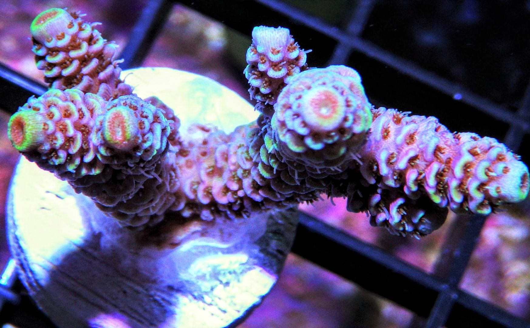63ultraacropora24 12 zpsmxnnfeud - Bargain Frags JUST POSTED