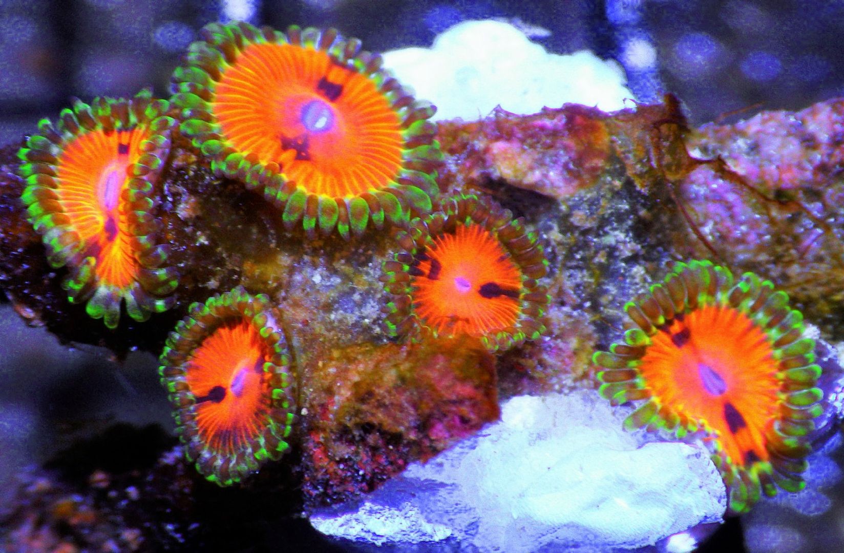 7tangerines992 zpsn0qlf0kr - Beautiful Zoas Available 30% off