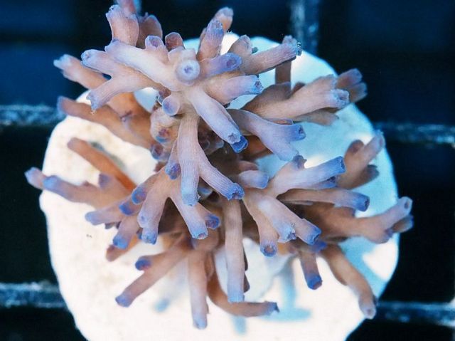 tn AF20A3010209920Fire20and20Ice20Acropora20echinata zpsvucnssqj - Does Your Reef Need Color?