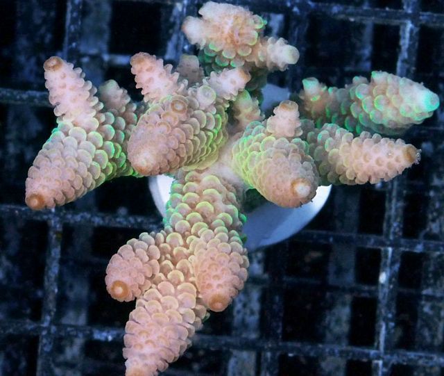 tn AF20A3023208920Pink20tip20Lime20Acro20spathulata zpsdgrs7r2g - Does Your Reef Need Color?