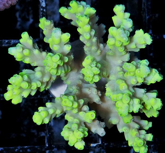 tn AF20A3032208920Neon20Candlelight20Acro zpsp5w67mb9 - Does Your Reef Need Color?