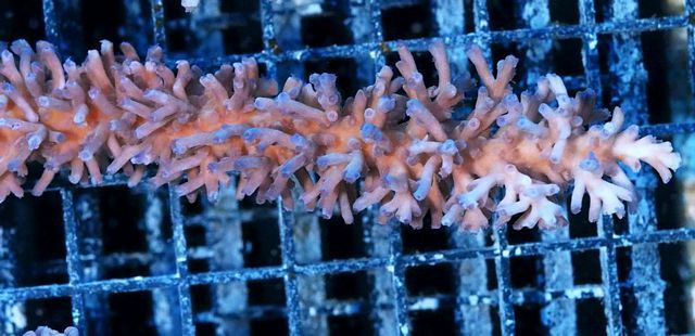 tn AF20A30392012920Fire20and20Ice20Acropora20echinata zps59h47jqg - Aussie clearance sale!