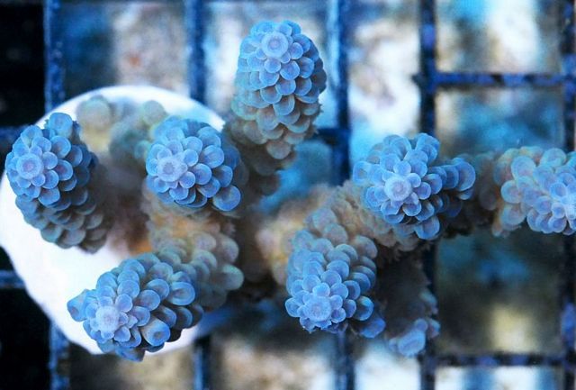 tn AF20A3041209920Super20Blue20Acro zpsziqvs4cy - Does Your Reef Need Color?