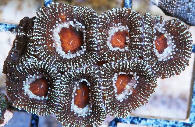 tn AF20M2652204920Acan20lord zps5vz57qgf - NEW Aussie Frags Posted-30% off!