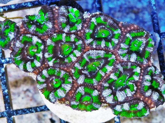 tn AF20M2658204920Acan20lord zpspg0oiqgu - NEW Aussie Frags Posted-30% off!