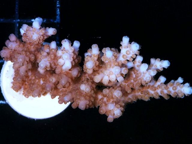 tn AF20M2668207920Pinky20Purple20Acropora zpsne1eodzz - NEW Aussie Frags Posted-30% off!