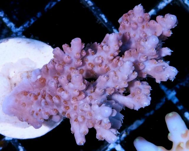 tn AF20M2713207920Pink20Rose20acropora zpsodpd4w1a - NEW Aussie Frags Posted-30% off!