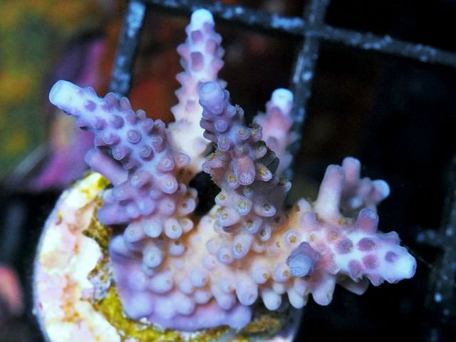 tn AU20JL2441207920Purple20tip20Acropora zpsngwq1ojo - NEW Coral Colonies and Frags!