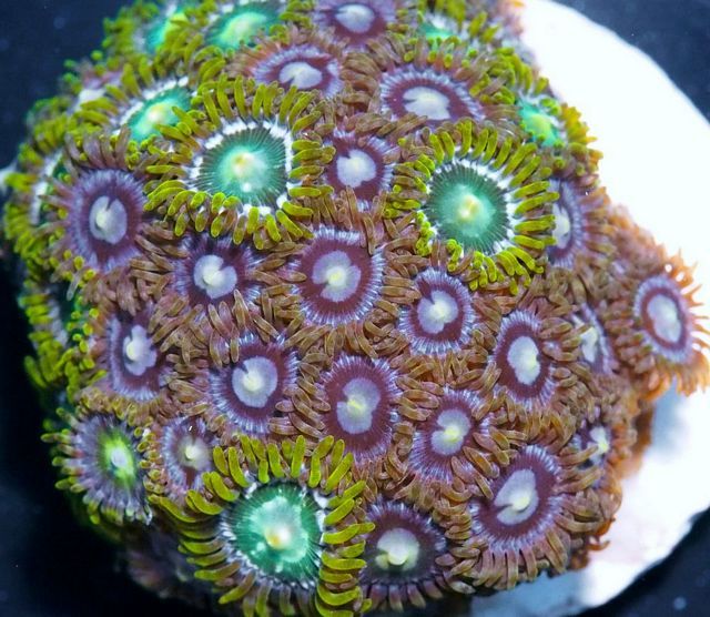 tn F20A2124203920Zoa20Combo zpsp6tsnzeg - NEW Coral Packs and More!