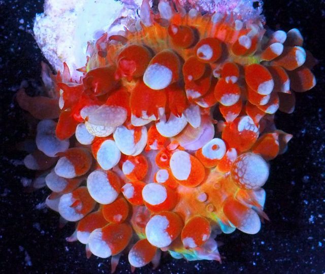 tn F20A29222029920Ninja20Bounce zpsyem5kvix - Does Your Reef Need Color?