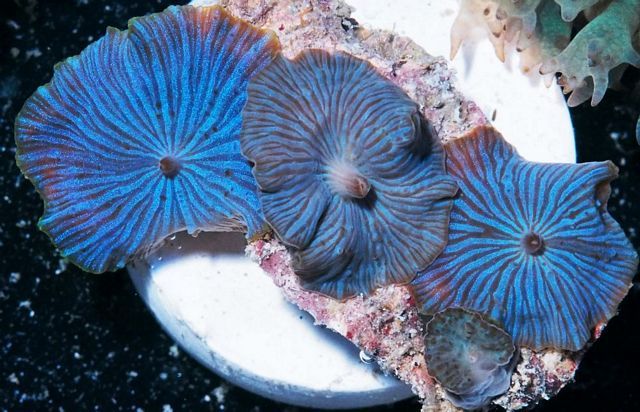 tn F20A29662039 zpsl1gnykla - Does Your Reef Need Color?