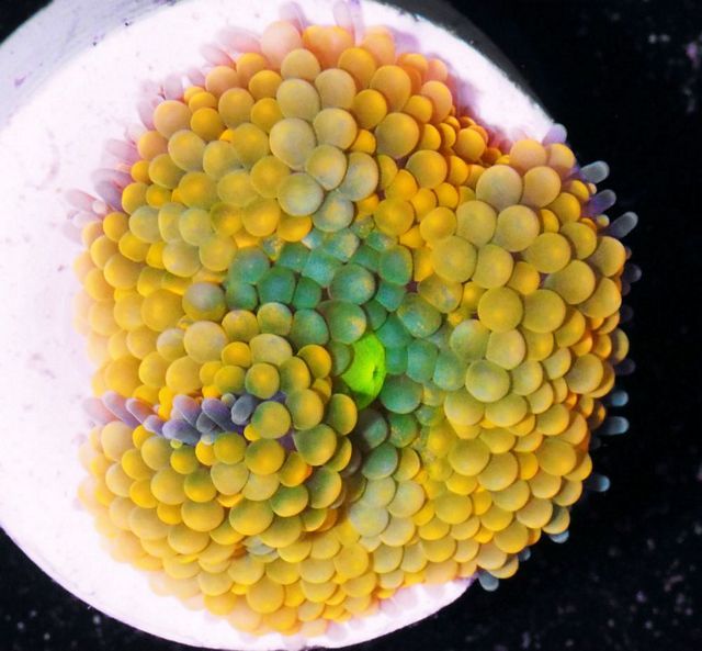 tn F20A29732034 zpsiie566e1 - Does Your Reef Need Color?