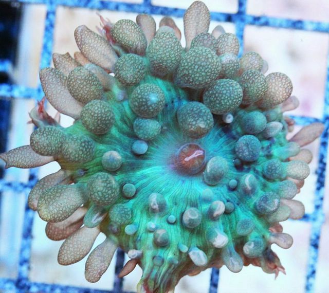 tn F20F1755203420Teal20St20Thomas zpswf4i2t3f - NEW Clams & 40% off Sale!
