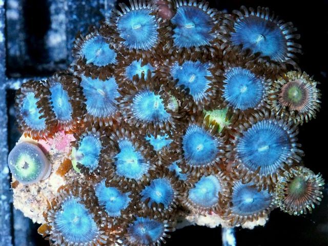 tn F20JN0534203920Skyberry20Zoas zpspzxjmt79 - Over 100 NEW Zoanthids and More!