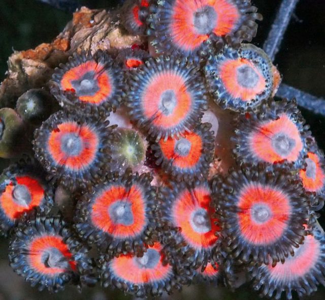 tn F20JN0551203920Neon20Zoanthids zps4xemf4qi - Over 100 NEW Zoanthids and More!