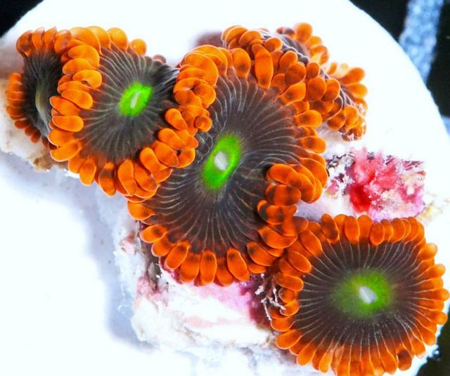 tn F20JN0567204920Bongo20Zoas zps6sutzj4h - Over 100 NEW Zoanthids and More!