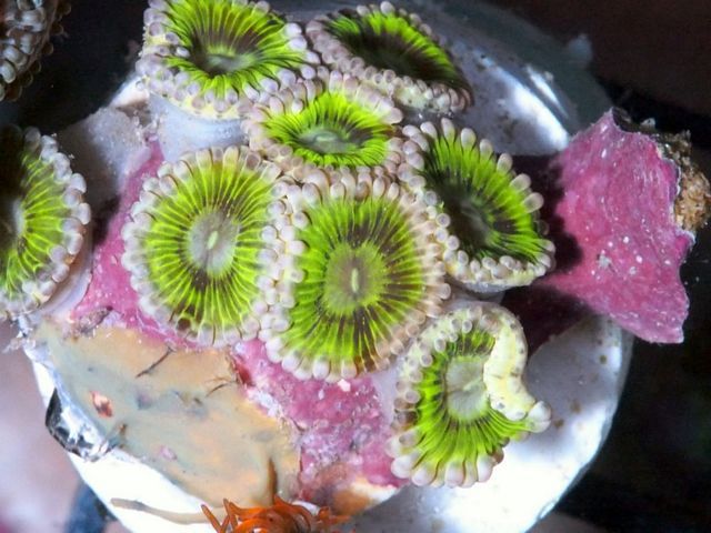 tn F20JN0587203420Key20Lime20Zoas zpschibyyqe - Over 100 NEW Zoanthids and More!