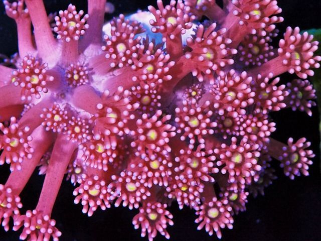 tn F20M0553204920Pink20Daisy20Goniopora zpsctoctbrt - NEW WYSIWYG Frags and Specials!