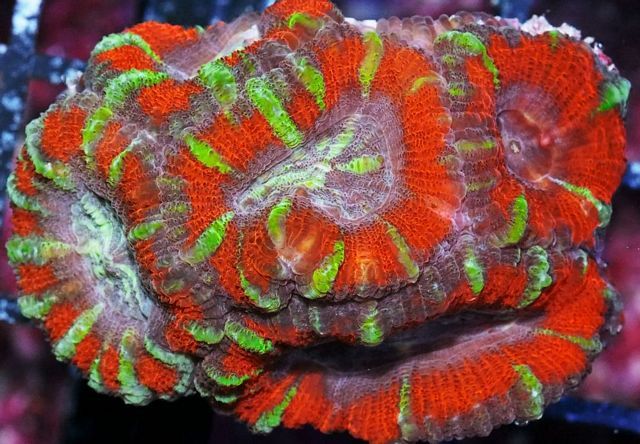 tn F20N1009208920Teall20Striped20Acan20Lord2015 zpscusde2vd - NEW Handpicked Corals!