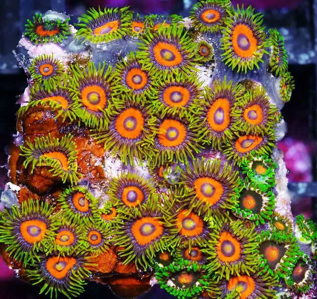 tn F20N1011203920Neon20Watermelon20Zoas2015 zpsohftqc0j - NEW Handpicked Corals!