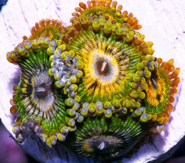 tn F20N10212015920Gold20Digger20Palys20720Polyps2015 zpsycproj5e - NEW Handpicked Corals!
