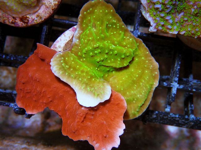 tn FJ070459MontiporacapricornisCombo zps1df27208 - NEW WYSIWYG Frags!