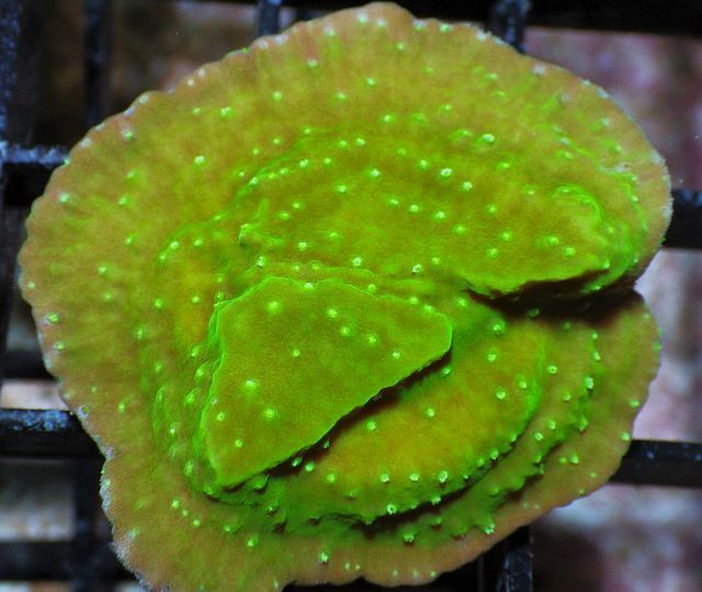 tn FJ072439LimeMontiporacapricornis zps4baca2c1 - NEW WYSIWYG Frags!