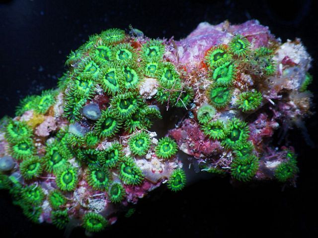 tn FJ301279NeonCatsEyeZoanthids zps937d438f - NEW WYSIWYG Frags!