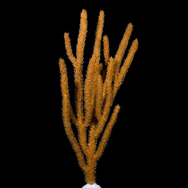 tn G20F1902202920Orange20Spiny20EcoGorg zpsdtst7ngz - NEW Clams & 40% off Sale!