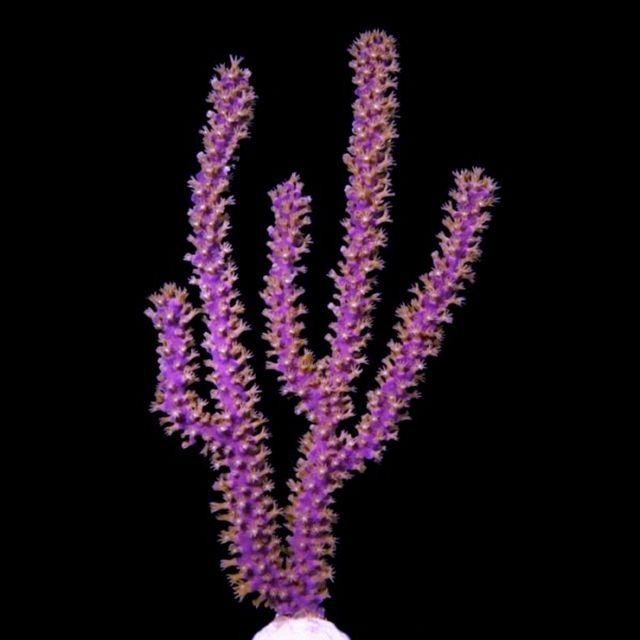 tn G20F1907202920Purple20Candleabra20EcoGorg zpsvvdpp0to - NEW Clams & 40% off Sale!